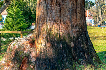Large sequoia stump in the botanical garden in Nitra, Slovakia.
