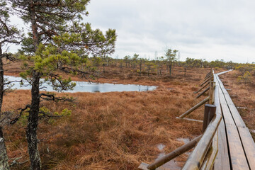 Obraz premium A wooden boardwalk that winds through a marshy area with a small body of water and conifers.