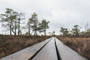 
a wooden boardwalk leading through a swampy landscape with small conifers and a gray sky.