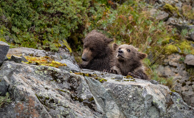 Naklejka premium Brown bear fishing for salmon in Alaska 