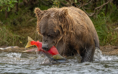 Brown bear fishing for salmon in Alaska 
