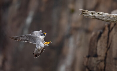 A peregrine falcon in New Jersey