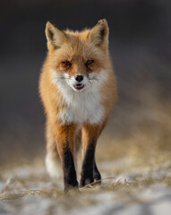 A red fox in New Jersey