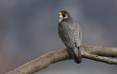 A peregrine falcon in New Jersey