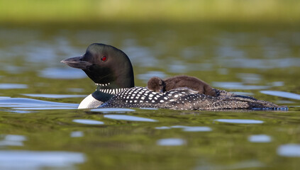 Common loon with chick on back © Harry Collins