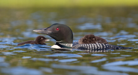 Common loon with chick on back