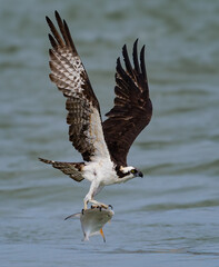 Osprey fishing in the ocean