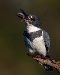 Belted Kingfisher fishing in a pond