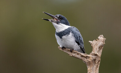 Belted Kingfisher fishing in a pond