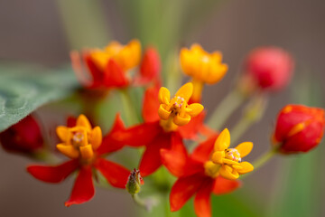 Close-up of Asclepias curassavica (Tropical Milkweed) with vibrant red and yellow flowers in full bloom.