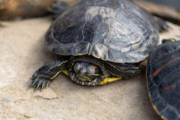 Close-up of a resting Red-eared Slider turtle on a rock