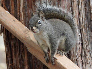 Squirrel