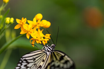 Idea leuconoe butterfly feeding on bright yellow Asclepias flowers in close-up