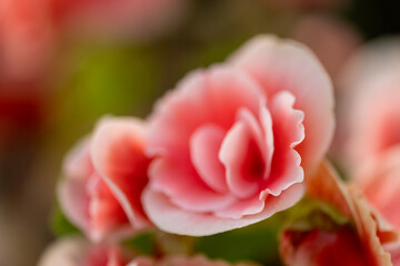 Close-up of a pink begonia flower with soft, delicate petals and a blurred green background.