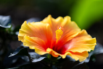 Fototapeta premium Close-up of a vibrant yellow and red Hibiscus flower in full bloom