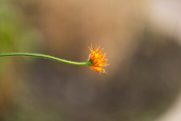 Close-up of an orange wildflower bud on a thin green stem, with fine hairs visible, set against a softly blurred earthy-toned background.