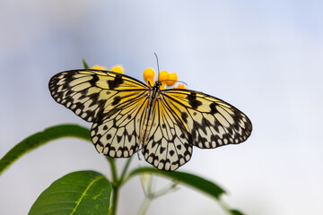 Idea leuconoe butterfly with wings spread on a flowering plant