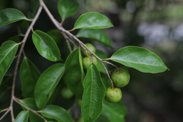 Selective focus of green leaves in spring, Prunus caroliniana in garden with sunlight, Carolina laurelcherry, Carolina cherry laurel is a small evergreen flowering tree