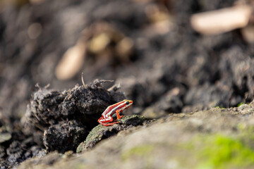 Close-up of a Strawberry Poison Dart Frog (Oophaga pumilio) on forest floor