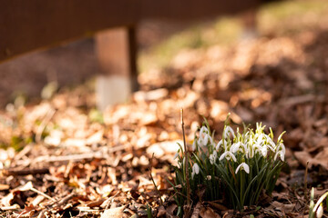 Close-up of a snowdrop bush. Primroses in the forest. Spring Forest