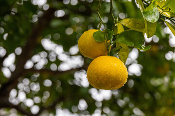 雨上がりの木に実る雫をまとった夏みかんのクローズアップ