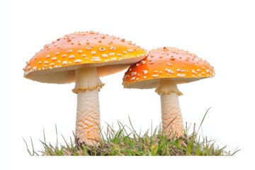 Two fly agaric mushrooms growing in grass against a bright white background in a close up shot