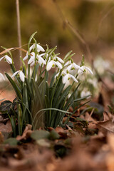 Close-up of a snowdrop bush. Primroses in the forest. Spring Forest