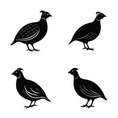 Quail  silhouette vector illustration 