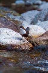 a white-throated dipper, cinclus cinclus, in a mountain creek at a spring day