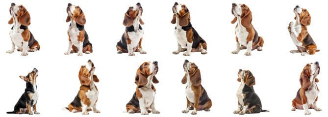 Beagle dog, multiple poses, sitting, standing, side view, front view, realistic, detailed fur, expressive eyes, floppy ears, white and brown coloration, studio lighting, clean background