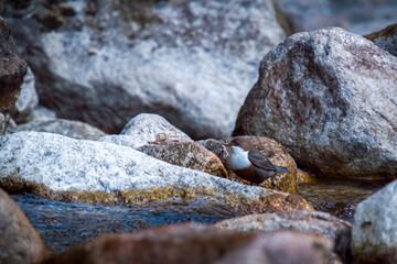 a white-throated dipper, cinclus cinclus, in a mountain creek at a spring day