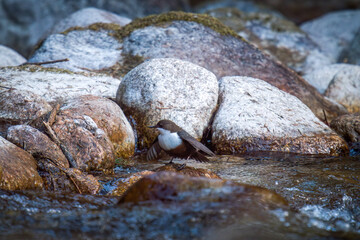 a white-throated dipper, cinclus cinclus, in a mountain creek at a spring day