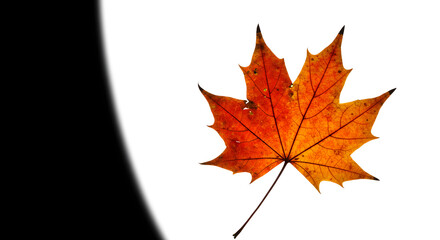 Fototapeta premium Autumn Maple Leaf, Fall Season Graphic, Isolated Leaf on White, Generative AI image