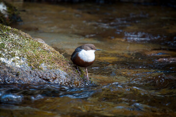 a white-throated dipper, cinclus cinclus, in a mountain creek at a spring day