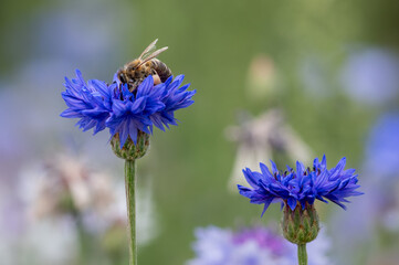 Field of corrnflower, Centaurea Cyanus, also known as bachelors Button, wild flowers