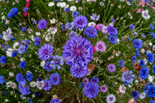Blue corrnflower, Centaurea Cyanus, also known as bachelors Button, wild flowers