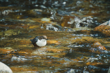 a white-throated dipper, cinclus cinclus, in a mountain creek at a spring day