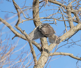 Northern Hawk Owl taking off in flight from a bare tree branch.