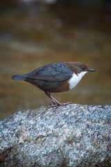 a white-throated dipper, cinclus cinclus, in a mountain creek at a spring day