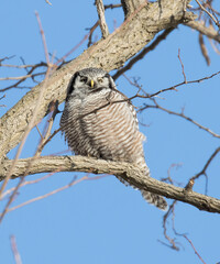 Northern Hawk Owl sitting on a bare branch in a tree. 