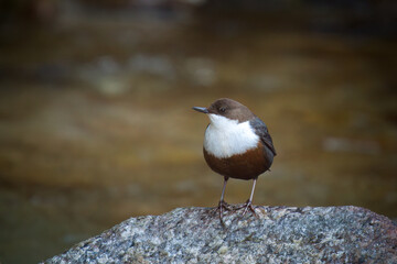 a white-throated dipper, cinclus cinclus, in a mountain creek at a spring day