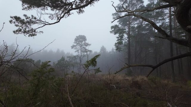 Sideways gimbal movement through blurred branches towards misty flint fields at Mukran, R&uuml;gen Island, Germany, dead tree in background, cinematic and mystical foggy landscape