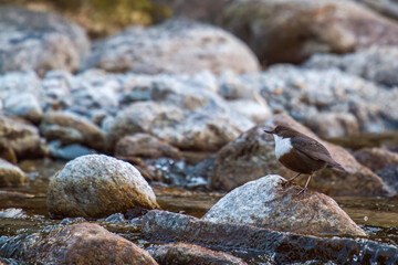 a white-throated dipper, cinclus cinclus, in a mountain creek at a spring day