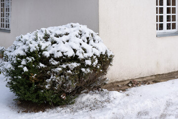 ornamental bush near the house wall covered in snow