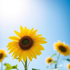 Obraz premium Yellow Sunflower Against Blue Sky