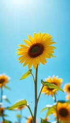 Obraz premium Yellow Sunflower Against Blue Sky
