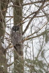 Great Gray Owl camouflaged in a tree. 