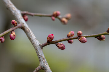 紅梅の蕾