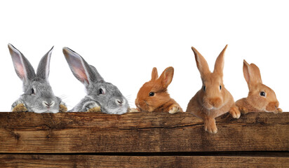 Cute fluffy rabbits peeking out from wooden fence on white background. Banner design