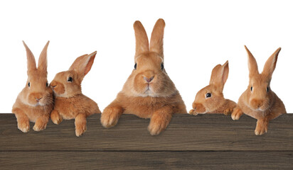 Cute fluffy rabbits peeking out from wooden fence on white background. Banner design